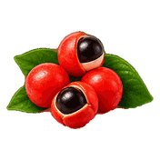 Illustration de baies de guarana
