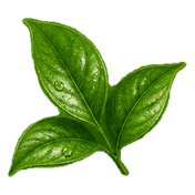 Illustration de feuilles de maté
